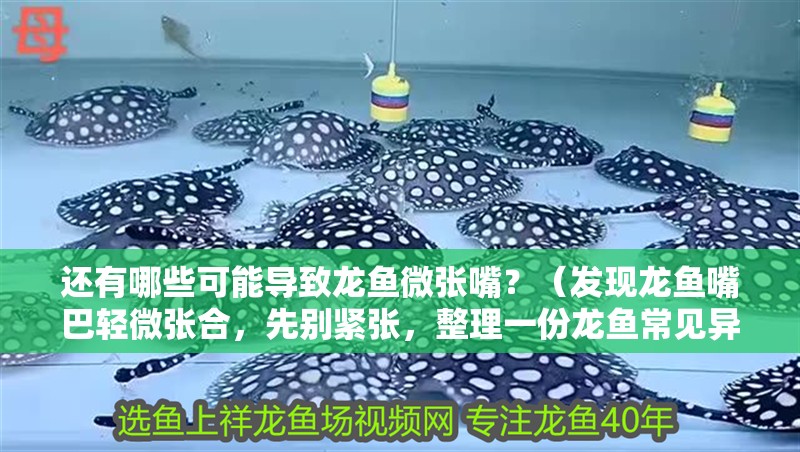 還有哪些可能導致龍魚微張嘴？（發現龍魚嘴巴輕微張合，先別緊張，整理一份龍魚常見異常行為對照表）