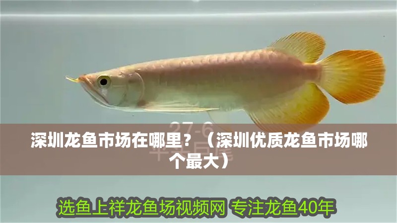 <strong><mark>深圳</mark></strong>龍魚市場在哪里？（<strong><mark>深圳</mark></strong>優質龍魚市場哪個最大）