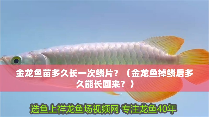 金龍魚苗多久長一次鱗片？（金龍魚掉鱗后多久能長回來？）