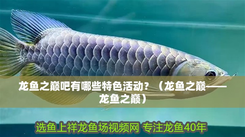 龍魚之巔吧有哪些特色活動？（龍魚之巔——龍魚之巔）