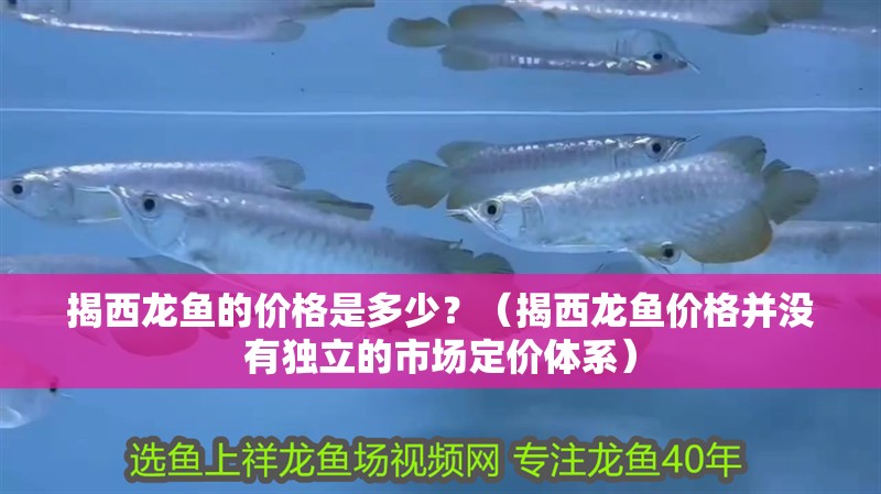 <strong><mark>揭西</mark></strong>龍魚的價格是多少？（<strong><mark>揭西</mark></strong>龍魚價格并沒有獨立的市場定價體系）