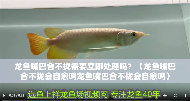 龍魚嘴巴合不攏需要立即處理嗎？（龍魚嘴巴合不攏會自愈嗎龍魚嘴巴合不攏會自愈嗎）