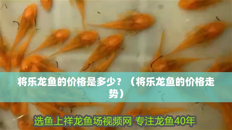將樂龍魚的價格是多少？（將樂龍魚的價格走勢）