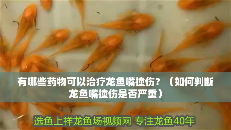 有哪些藥物可以治療龍魚嘴撞傷？（如何判斷龍魚嘴撞傷是否嚴重）