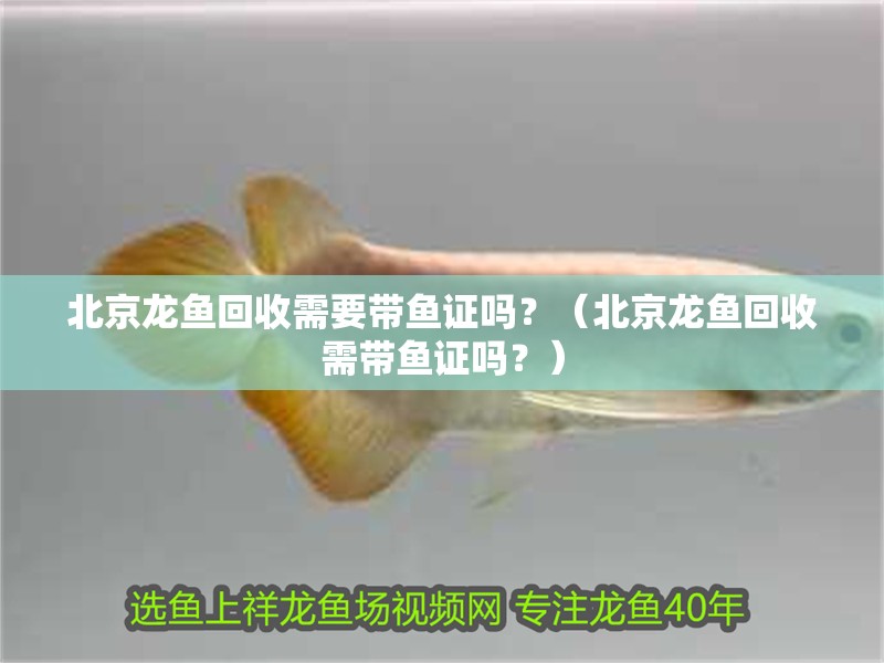 <strong><mark>北京</mark></strong>龍魚回收需要帶魚證嗎？（<strong><mark>北京</mark></strong>龍魚回收需帶魚證嗎？）