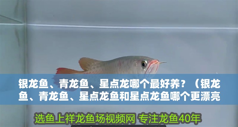 銀龍魚、青龍魚、星點龍哪個最好養？（銀龍魚、青龍魚、星點龍魚和星點龍魚哪個更漂亮） 銀龍魚、青龍魚、星點龍哪個最好養？（銀龍魚、青龍魚、星點龍魚和星點龍魚哪個更漂亮） 龍魚百科