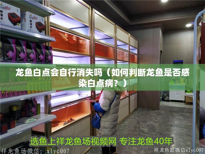 龍魚白點會自行消失嗎（如何判斷龍魚是否感染白點病？）