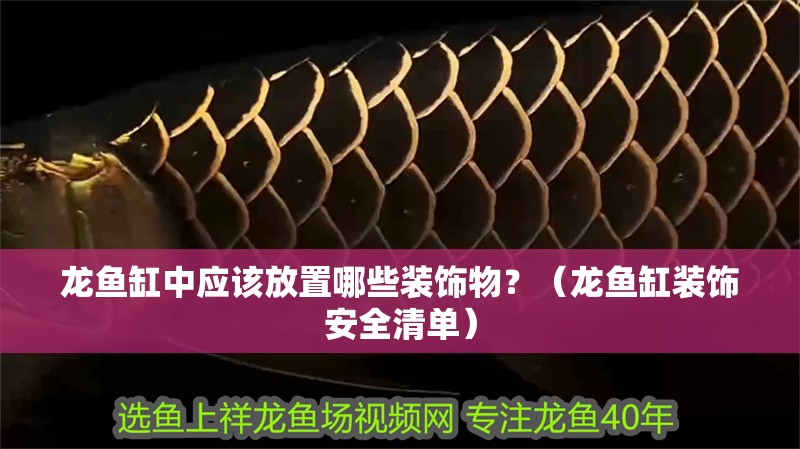 龍魚缸中應該放置哪些裝飾物？（龍魚缸裝飾安全清單）