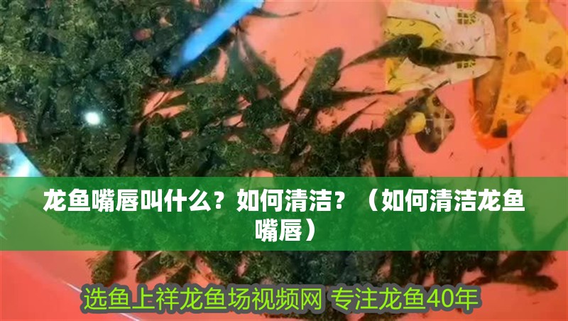 龍魚(yú)嘴唇叫什么？如何清潔？（如何清潔龍魚(yú)嘴唇）