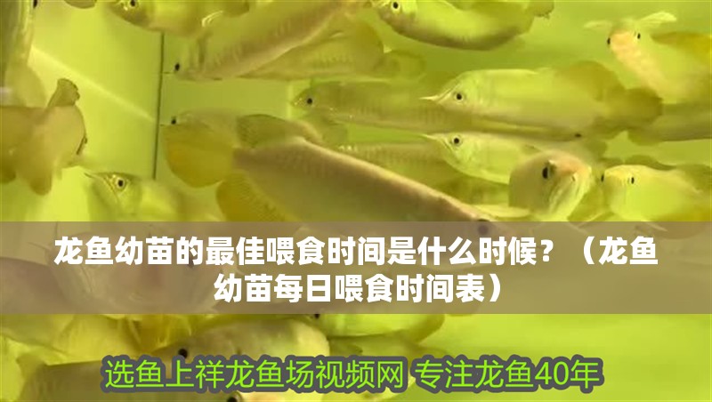 龍魚幼苗的最佳喂食時間是什么時候？（龍魚幼苗每日喂食時間表）