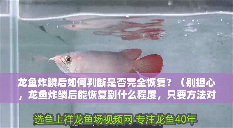 龍魚(yú)炸鱗后如何判斷是否完全恢復(fù)？（別擔(dān)心，龍魚(yú)炸鱗后能恢復(fù)到什么程度，只要方法對(duì)、觀察細(xì)）