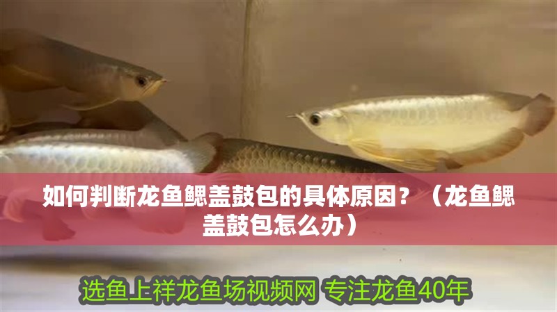 如何判斷龍魚鰓蓋鼓包的具體原因？（龍魚鰓蓋鼓包怎么辦）