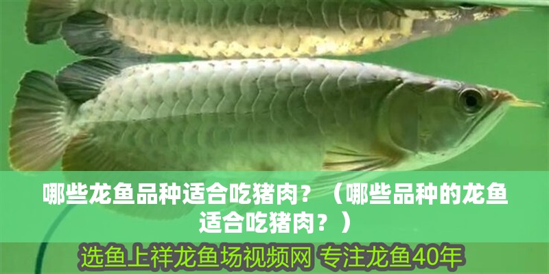 哪些龍魚品種適合吃豬肉？（哪些品種的龍魚適合吃豬肉？）
