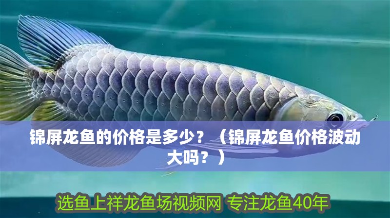 錦屏龍魚的價格是多少？（錦屏龍魚價格波動大嗎？）