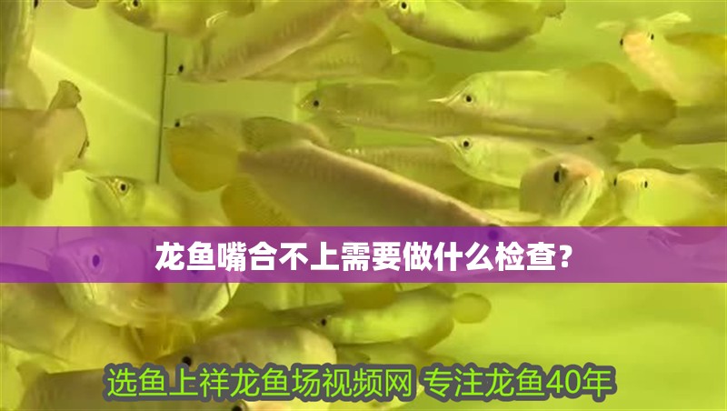 龍魚嘴合不上需要做什么檢查？