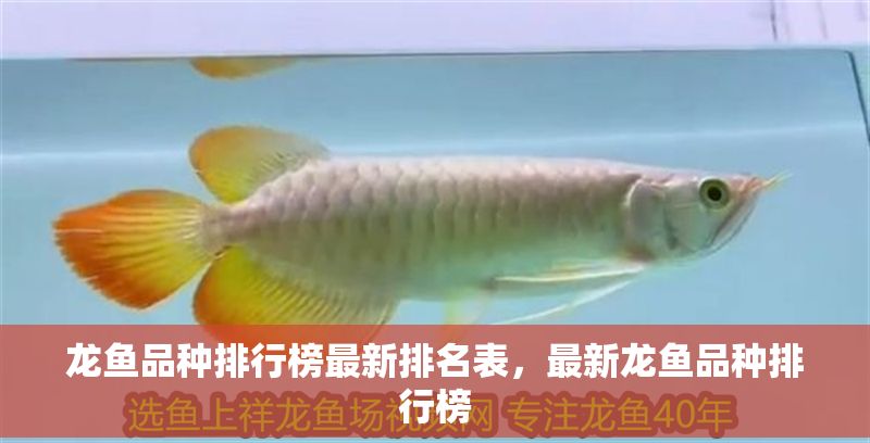 龍魚(yú)品種排行榜最新排名表，最新龍魚(yú)品種排行榜