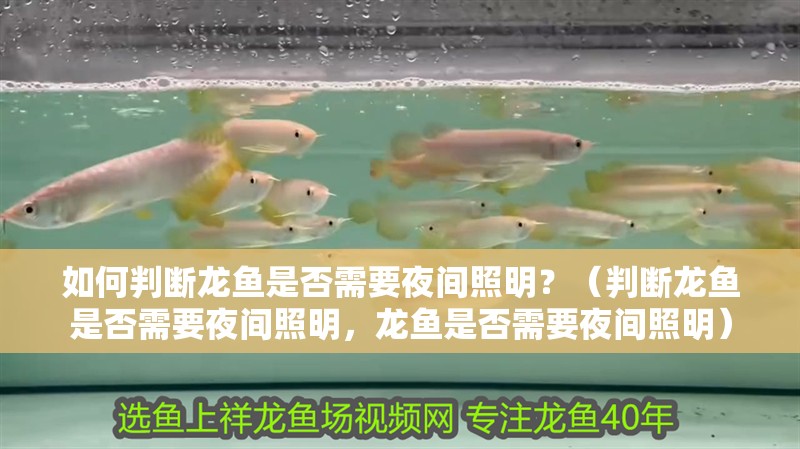 如何判斷龍魚是否需要夜間照明？（判斷龍魚是否需要夜間照明，龍魚是否需要夜間照明）