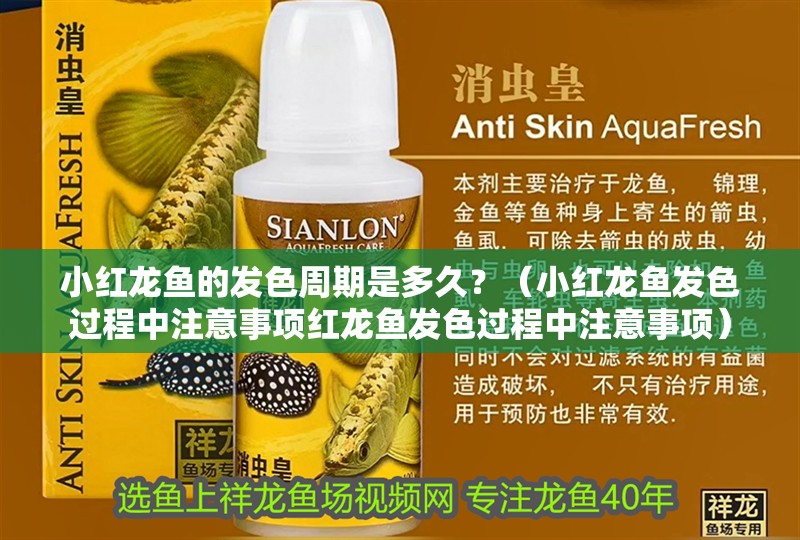 小紅龍魚的發(fā)色周期是多久？（小紅龍魚發(fā)色過程中注意事項紅龍魚發(fā)色過程中注意事項）