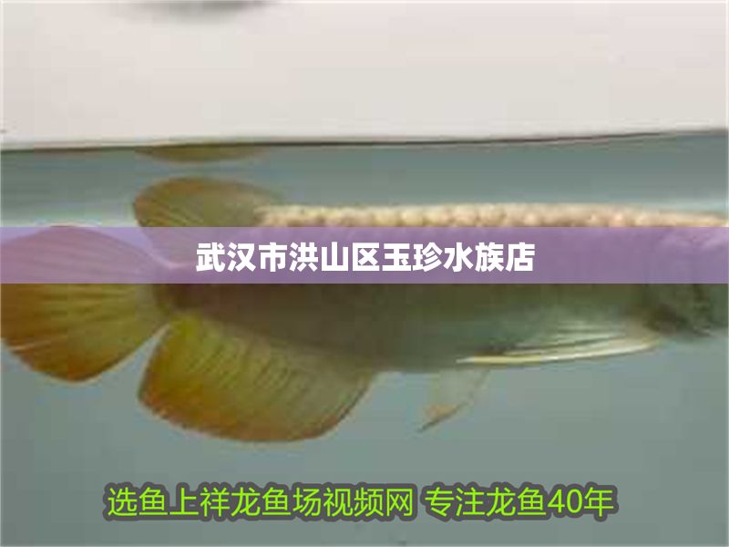 武漢市洪山區(qū)玉珍水族店 武漢市洪山區(qū)玉珍水族店 全國(guó)水族館企業(yè)名錄 第1張