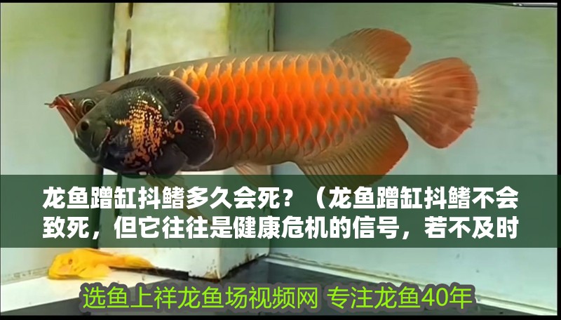 龍魚蹭缸抖鰭多久會死？（龍魚蹭缸抖鰭不會致死，但它往往是健康危機的信號，若不及時干預）
