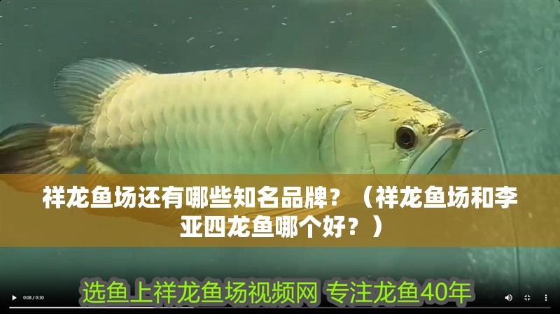 祥龍魚場還有哪些知名品牌？（祥龍魚場和李亞四龍魚哪個好？）