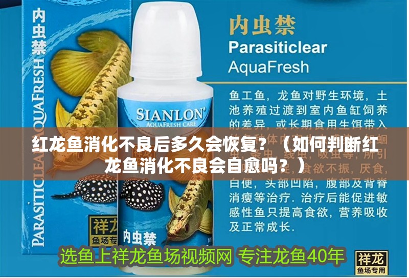 紅龍魚消化不良后多久會恢復？（如何判斷紅龍魚消化不良會自愈嗎？）