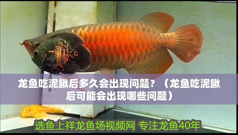 龍魚(yú)吃泥鰍后多久會(huì)出現(xiàn)問(wèn)題？（龍魚(yú)吃泥鰍后可能會(huì)出現(xiàn)哪些問(wèn)題）