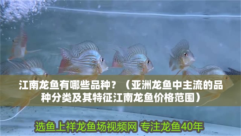 江南龍魚有哪些品種？（亞洲龍魚中主流的品種分類及其特征江南龍魚價格范圍）