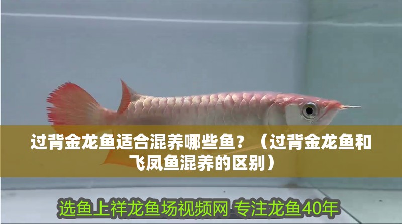 過(guò)背金龍魚(yú)適合混養(yǎng)哪些魚(yú)？（過(guò)背金龍魚(yú)和飛鳳魚(yú)混養(yǎng)的區(qū)別）