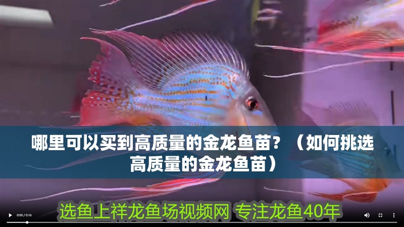 哪里可以買到高質量的金龍魚苗？（如何挑選高質量的金龍魚苗）