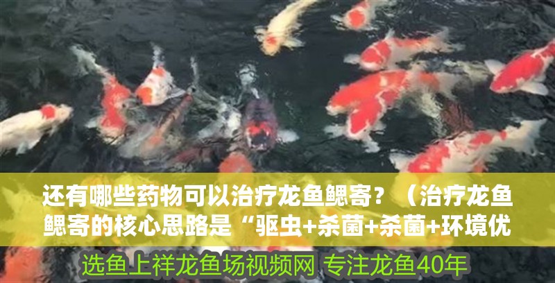 還有哪些藥物可以治療龍魚鰓寄？（治療龍魚鰓寄的核心思路是“驅蟲+殺菌+殺菌+環境優化”三步走）