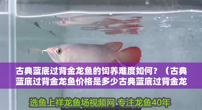 古典藍底過背金龍魚的飼養難度如何？（古典藍底過背金龍魚價格是多少古典藍底過背金龍魚的品相）