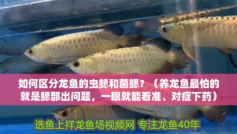 如何區(qū)分龍魚的蟲鰓和菌鰓？（養(yǎng)龍魚最怕的就是鰓部出問題，一眼就能看準、對癥下藥）