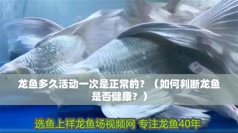 龍魚多久活動一次是正常的？（如何判斷龍魚是否健康？）