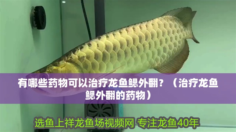 有哪些藥物可以治療龍魚鰓外翻？（治療龍魚鰓外翻的藥物）