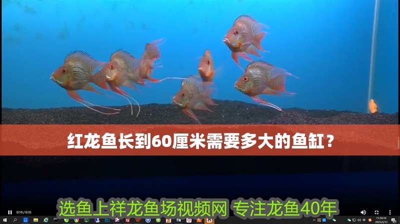 紅龍魚長到60厘米需要多大的魚缸？