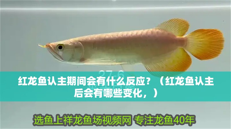 紅龍魚認主期間會有什么反應？（紅龍魚認主后會有哪些變化，）