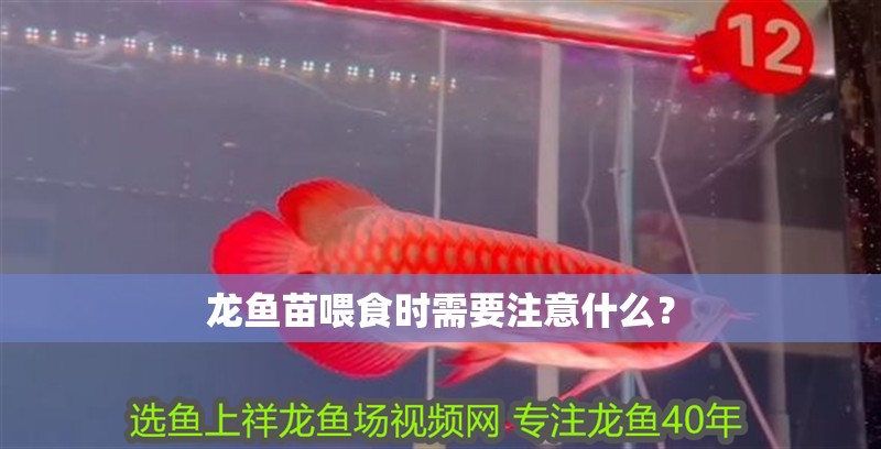 龍魚苗喂食時需要注意什么？