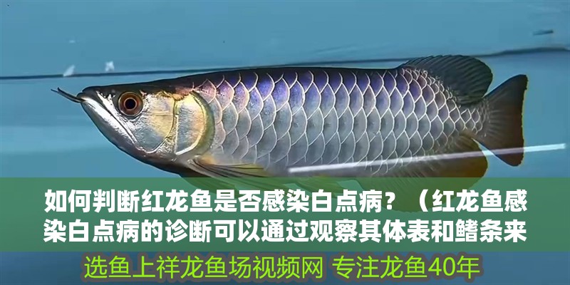 如何判斷紅龍魚是否感染白點(diǎn)病？（紅龍魚感染白點(diǎn)病的診斷可以通過觀察其體表和鰭條來初步判斷）
