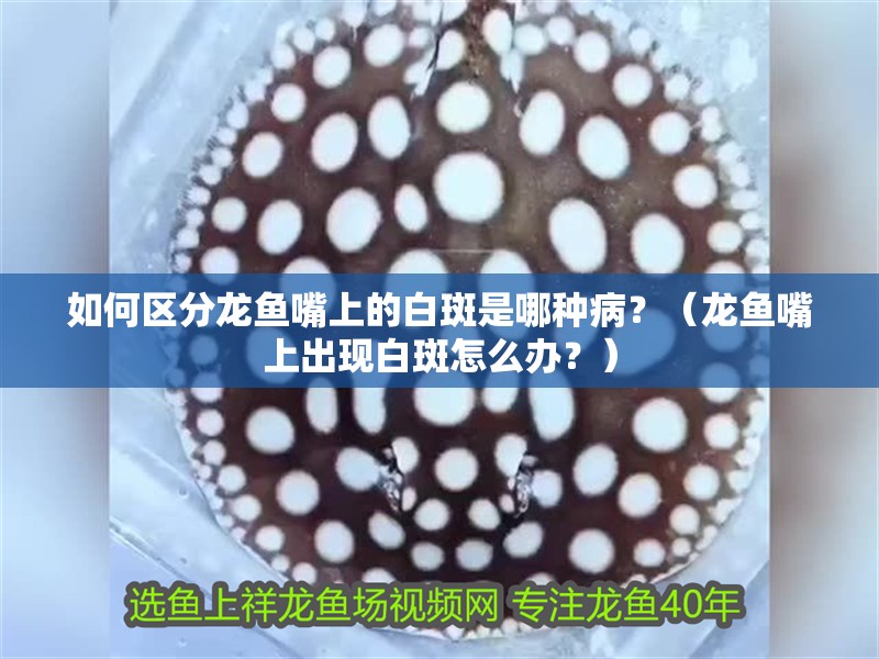 如何區(qū)分龍魚(yú)嘴上的白斑是哪種病？（龍魚(yú)嘴上出現(xiàn)白斑怎么辦？）