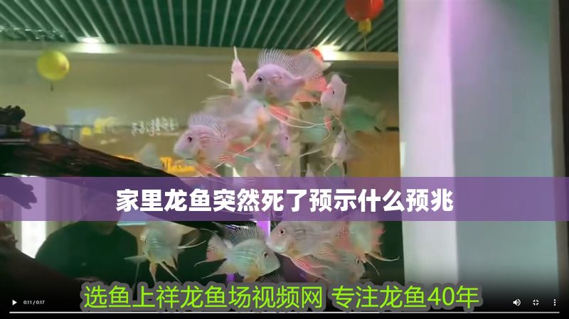 家里龍魚突然死了預示什么預兆