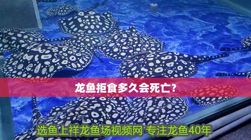 龍魚拒食多久會(huì)死亡？