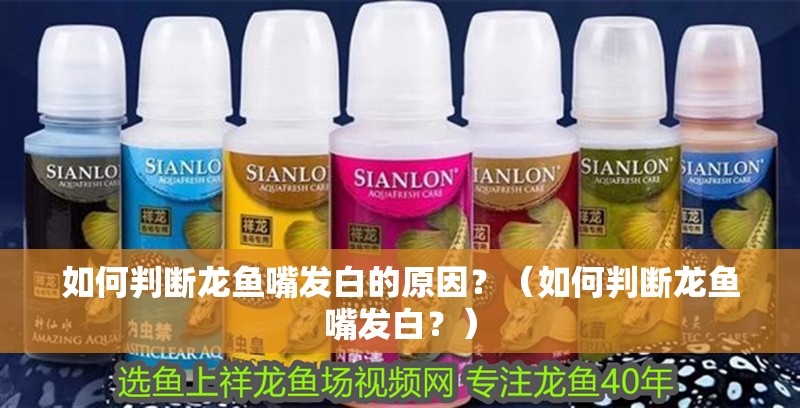 如何判斷龍魚嘴發白的原因？（如何判斷龍魚嘴發白？）