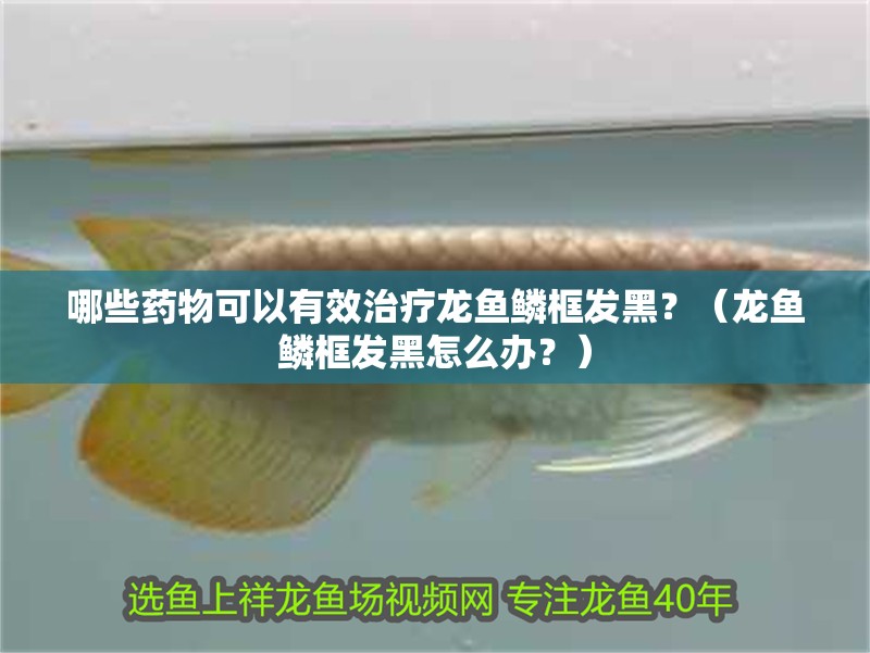 哪些藥物可以有效治療龍魚鱗框發黑？（龍魚鱗框發黑怎么辦？） 哪些藥物可以有效治療龍魚鱗框發黑？（龍魚鱗框發黑怎么辦？） 龍魚百科