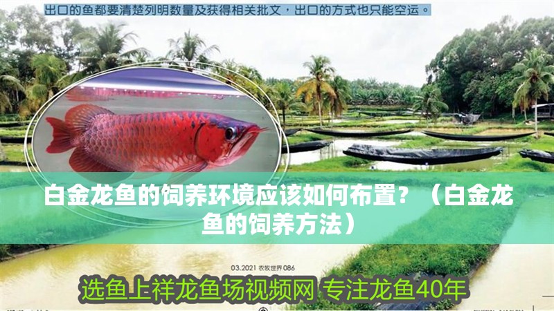 白金龍魚的飼養環境應該如何布置？（白金龍魚的飼養方法）