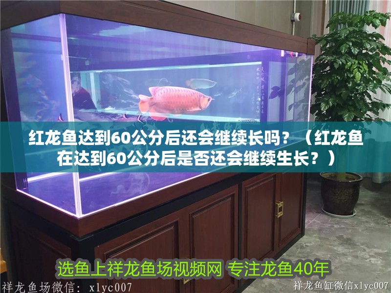 龍魚干蝦有營養嗎 紅龍魚達到60公分后還會繼續長嗎?(紅龍魚在達到60公分后是否還會繼續生長?) 龍魚百科 紅龍魚達到60公分后還會繼續長嗎?(紅龍魚在達到60公分后是否還會繼續生長?) 紅龍魚達到60公分后還會繼續長嗎?(紅龍魚在達到60公分后是否還會繼續生長?) 龍魚百科