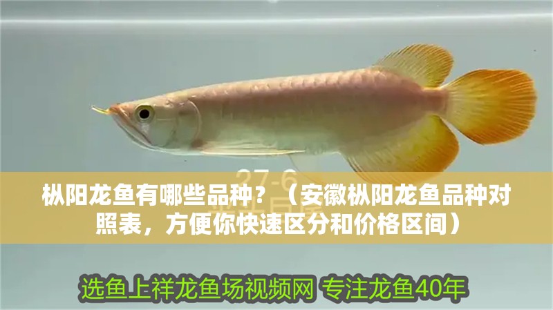 樅陽龍魚有哪些品種？（安徽樅陽龍魚品種對照表，方便你快速區分和價格區間）