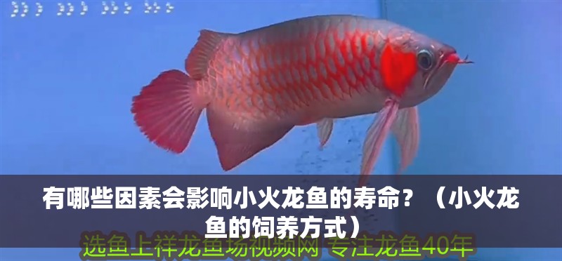 有哪些因素會影響小火龍魚的壽命？（小火龍魚的飼養方式）