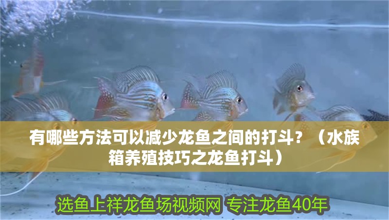 有哪些方法可以減少龍魚(yú)之間的打斗？（水族箱養(yǎng)殖技巧之龍魚(yú)打斗）