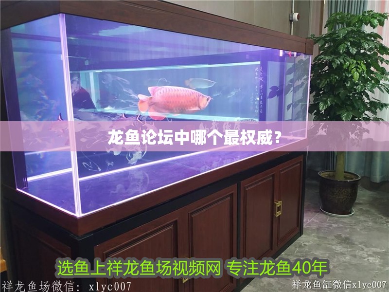 龍魚(yú)論壇中哪個(gè)最權(quán)威？